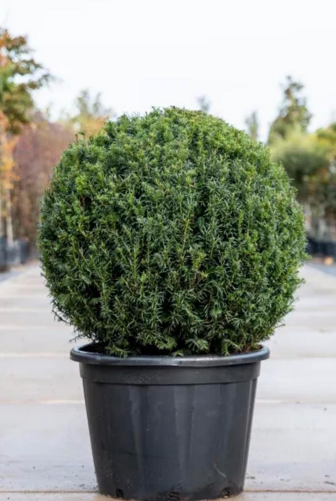 Taxus bollen, Tuin en Terras, Planten | Struiken en Hagen, Taxus, Ophalen of Verzenden