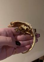 Wimpergekko man, Dieren en Toebehoren, Reptielen en Amfibieën, Hagedis, Tam, 0 tot 2 jaar