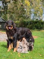 Golden retriever x Berner Sennen x australian shepherd, Dieren en Toebehoren, Nederland, CDV (hondenziekte), 8 tot 15 weken, Meerdere