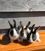 Baby konijnen, Dieren en Toebehoren, Middelgroot, 0 tot 2 jaar