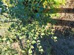 Te koop berkenboompjes, Tuin en Terras, Planten | Fruitbomen, Ophalen of Verzenden, Minder dan 100 cm, Vijgenboom