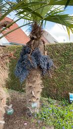 Verse trachycarpus fortunei palmboomzaad, Bloeit niet, Ophalen of Verzenden, Minder dan 100 cm, Palmboom