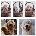 Labradoodle puppy’s (deels Australian), Overige rassen, 8 tot 15 weken, Meerdere, Meerdere dieren