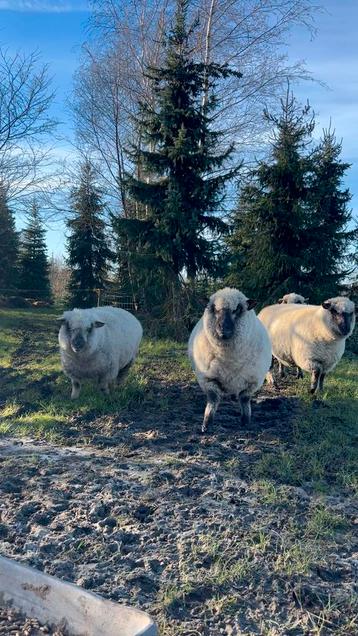 Shropshire schapen/ooien te koop!