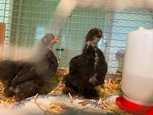 2 cochin kuikens, Dieren en Toebehoren, Pluimvee, Kip