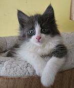 3 mooie en lieve Noorse Boskat kittens beschikbaar!, Dieren en Toebehoren, Meerdere dieren, 0 tot 2 jaar, Gechipt
