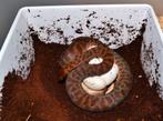 Rode Anteresia Stimsoni Stimsoni, Dieren en Toebehoren, Reptielen en Amfibieën, Slang