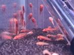 Nakweek te koop! "Ancistrus Super Red" & "L144 Blue Eyes", Vis, Zoetwatervis