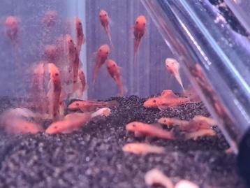 Nakweek te koop! "Ancistrus Super Red" & "L144 Blue Eyes" beschikbaar voor biedingen