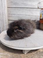 Ch Teddy - Beer, Cavia, Mannelijk, Mei, Tam