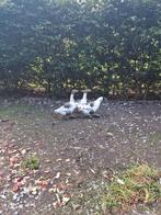 Fantastisch koppel twentse Landganzen 2024 - gans ganzen, Dieren en Toebehoren, Pluimvee, Meerdere dieren, Gans of Zwaan