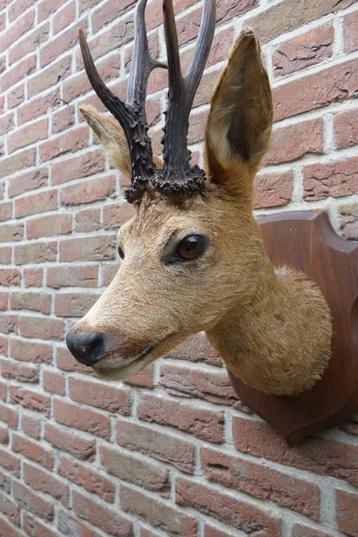 Opgezette hertenkopje met gewei op mooi schild beschikbaar voor biedingen