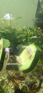 Ancistrus snow white, Vis