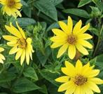 Helianthus Lemon queen, Vaste zonnebloem , bijenplant, Ophalen of Verzenden, Vaste plant