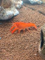 Florida kreeft, Dieren en Toebehoren, Kreeft, Krab of Garnaal