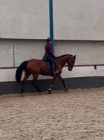 Leuke Kwpn merrie te koop, Merrie, Dressuurpaard, 3 tot 6 jaar