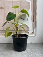 Philodendron White Wizard Stek, Overige soorten, In pot, Minder dan 100 cm, Groene kamerplant