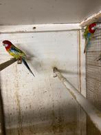 Rosella witvleugel, Meerdere dieren, Parkiet