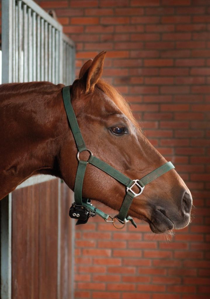 Birth Alarm HUUR, geboortemelder, Dieren en Toebehoren, Paarden en Pony's | Overige Paardenspullen, Gebruikt, Overige soorten