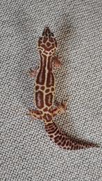 Luipaardgekko's mogen verhuizen, Dieren en Toebehoren, Reptielen en Amfibieën, Hagedis