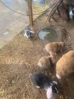 Jonge hamgoor kojnen kunnen het nestje verlaten, Dieren en Toebehoren, Pluimvee, Meerdere dieren, Eend