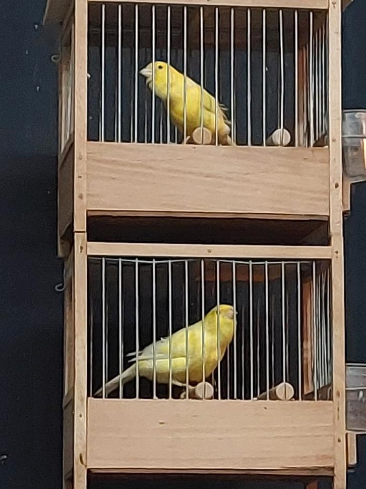 Harzer zangkanarie Koppels van 2025 ., Dieren en Toebehoren, Vogels | Kanaries, Kleurkanarie, Mannelijk