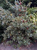 Bonte Hulst struik met Rode Bessen, Vaste plant, Bloeit niet, Halfschaduw, Ophalen