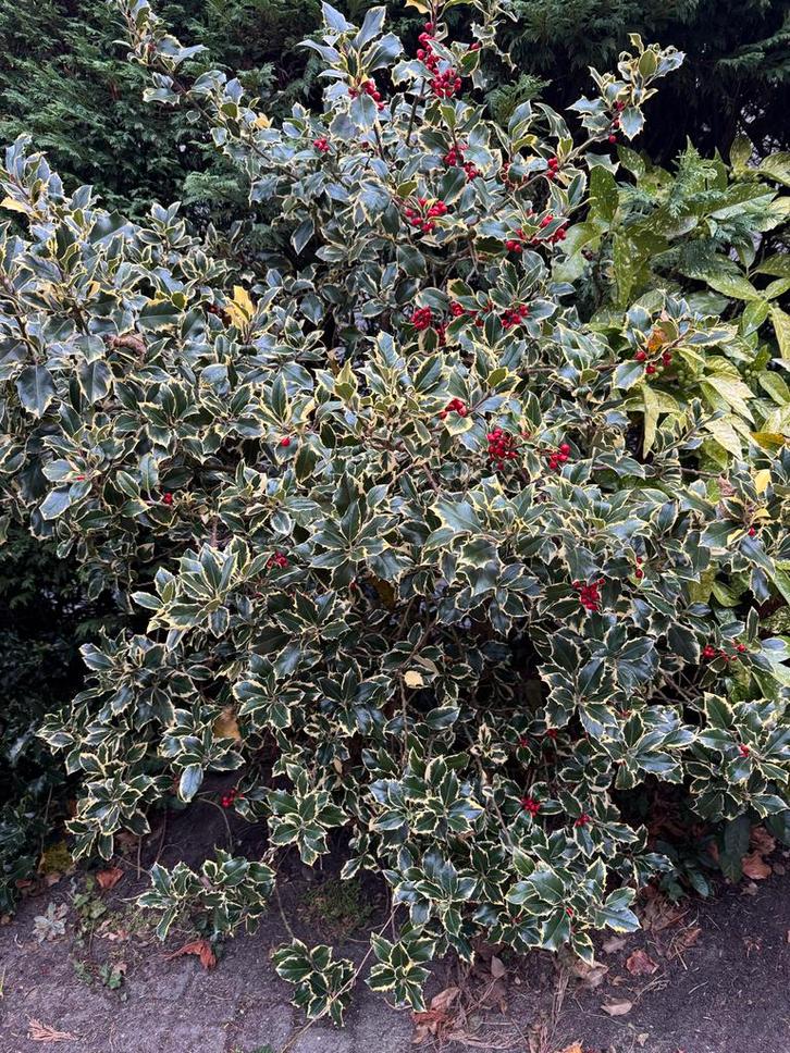 Bonte Hulst struik met Rode Bessen, Tuin en Terras, Planten | Tuinplanten, Vaste plant, Overige soorten, Halfschaduw, Bloeit niet