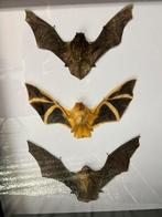 3 vleermuizen in luxe lijst 50 x 40 x 5,5 cm, Verzamelen, Dierenverzamelingen, Ophalen of Verzenden, Nieuw, Insect, Opgezet dier