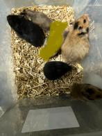 Jonge hamsters, Dieren en Toebehoren, Knaagdieren, Hamster, Meerdere dieren, Tam, September