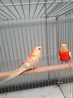Roodruggen, Dieren en Toebehoren, Vogels | Parkieten en Papegaaien, Meerdere dieren, Parkiet