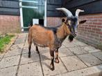 Te koop: dwergbok, Dieren en Toebehoren, Schapen, Geiten en Varkens, Mannelijk, Geit