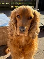 Cocker Spaniël, Dieren en Toebehoren, Rabiës (hondsdolheid), Reu, Eén hond, Spaniël