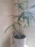 Ficus binnendiijkii "Alii ", Huis en Inrichting, Kamerplanten, Ophalen, Ficus, Halfschaduw, In pot