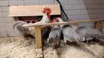 Raszuiver jonge leghorn isabel patrijs kippen., Dieren en Toebehoren, Pluimvee, Meerdere dieren, Kip