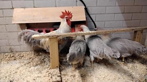 Raszuiver jonge leghorn isabel patrijs kippen., Dieren en Toebehoren, Pluimvee, Kip, Meerdere dieren