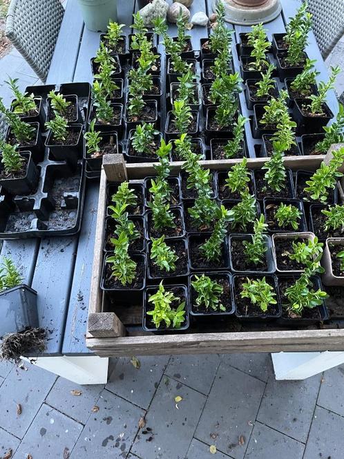 Euonymus Japonicus,soort onbekend,jonge stekken, Tuin en Terras, Planten | Struiken en Hagen, Overige soorten, Minder dan 100 cm
