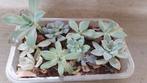 Bakje 2 echeveria graptopetalum vetplant succulent, Vetplant, Ophalen of Verzenden, In pot, Minder dan 100 cm