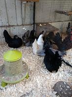 Zwartkop chabo's, Meerdere dieren, Kip