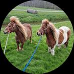 Te koop 2 Shetlander merries !!, Dieren en Toebehoren, Paarden en Pony's | Dekhengsten en Fokmerries, Merrie