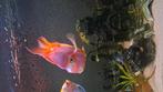 2 parots/papagaai ciclides, Dieren en Toebehoren, Vissen | Aquariumvissen, Vis