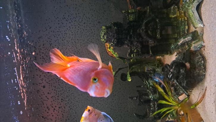 2 parots/papagaai ciclides, Dieren en Toebehoren, Vissen | Aquariumvissen, Vis