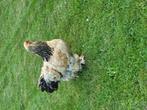Brahma hennen, buff en zwart, Dieren en Toebehoren, Pluimvee, Vrouwelijk, Kip