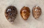 Drie prachtige GROTE (!) Kauri schelpen, Ophalen of Verzenden, Schelp(en)