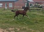 Interessante en bloedmooi merrieveulen, Merrie, Dressuurpaard, 0 tot 2 jaar