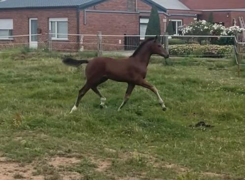 Interessante en bloedmooi merrieveulen, Dieren en Toebehoren, Paarden, Merrie, 0 tot 2 jaar, Dressuurpaard