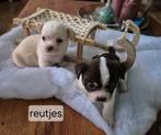 Boomchi pups!!, Dieren en Toebehoren, Honden | Jack Russells en Terriërs, Overige rassen, 8 tot 15 weken, CDV (hondenziekte), Meerdere dieren