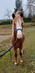 Welsh ruin met papier 2 jaar, grote B en shetlander ruintje, Met stamboom, Ruin, 0 tot 2 jaar, B pony (1.17m tot 1.27m)