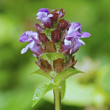 Zaden bijenkorfje / gewone brunel - inheems, biologisch beschikbaar voor biedingen