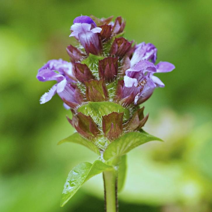 Zaden bijenkorfje / gewone brunel - inheems, biologisch, Tuin en Terras, Bloembollen en Zaden, Zaad, Gehele jaar, Volle zon, Ophalen of Verzenden